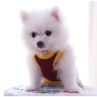Áo xinh xắn cho chó mèo