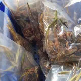 [RẺ VÔ ĐỊCH] Combo 50 củ súng mix màu