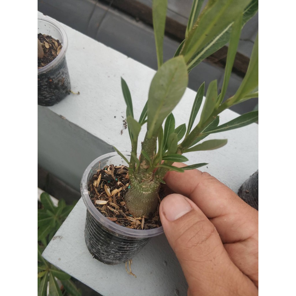 Sứ kim tử tháp somalen