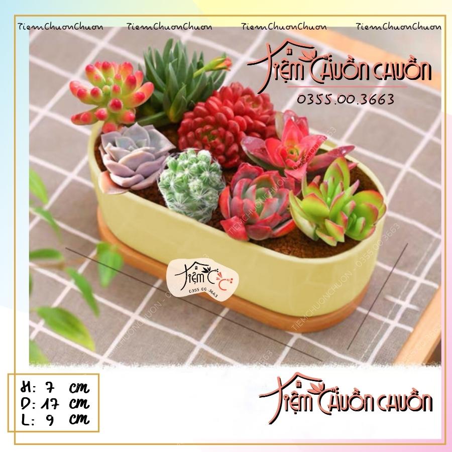 Chậu Cây Sứ Dáng THUYỀN Nhiều Màu - Trồng Cây Bonsai, sen đá, xương rông - Decor Bàn Làm Việc - tiemchuonchuon