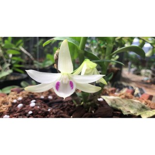 Phi điệp 5ct phú thọ gieo hạt cây giống cao 7-12cm