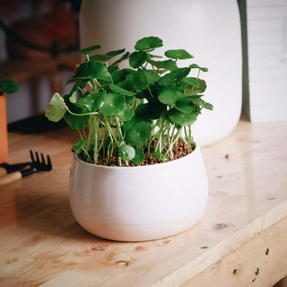 Cỏ đồng tiền