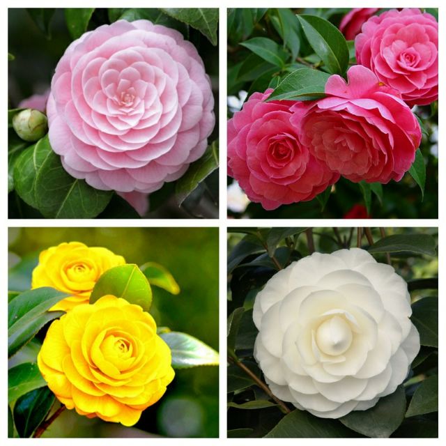 HẠT GIỐNG HOA TRÀ MY NHẬT GIÁ SẬP SÀN