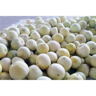 Hạt giống dưa lê bạch ngọc siêu ngọt