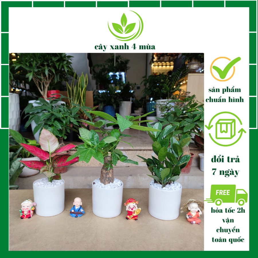 COMBO 3 CÂY , cây kim tiền ,cây vạn lộc đỏ , cây kim ngân để bàn chậu sứ trắng cực sinh