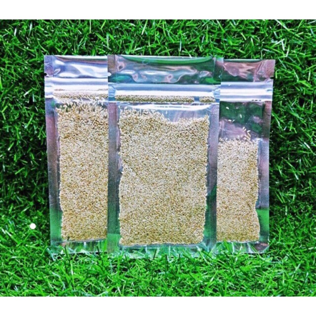 HẠT GIỐNG TRÂN CHÂU NGƯU MAO CHIÊN ƯƠM MẦM CÂY THỦY SINH