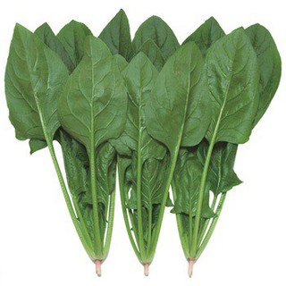 100 hạt giống cây rau cải bó xôi - rau chân vịt [FREESHIP XTRA]