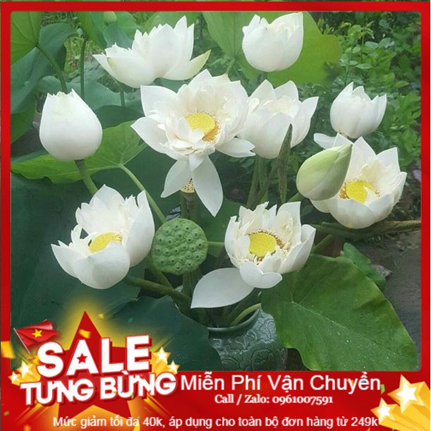 Hạt Giống Hoa Sen Trắng - [ Tặng bộ dụng cụ làm vườn Mini 3 món ]