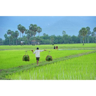 Gạo hữu cơ Campuchia 5kg
