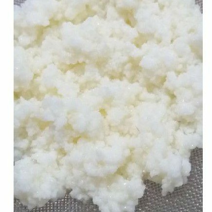 Nấm kefir