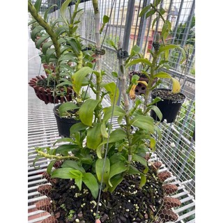 Kích mầm Keiki pro