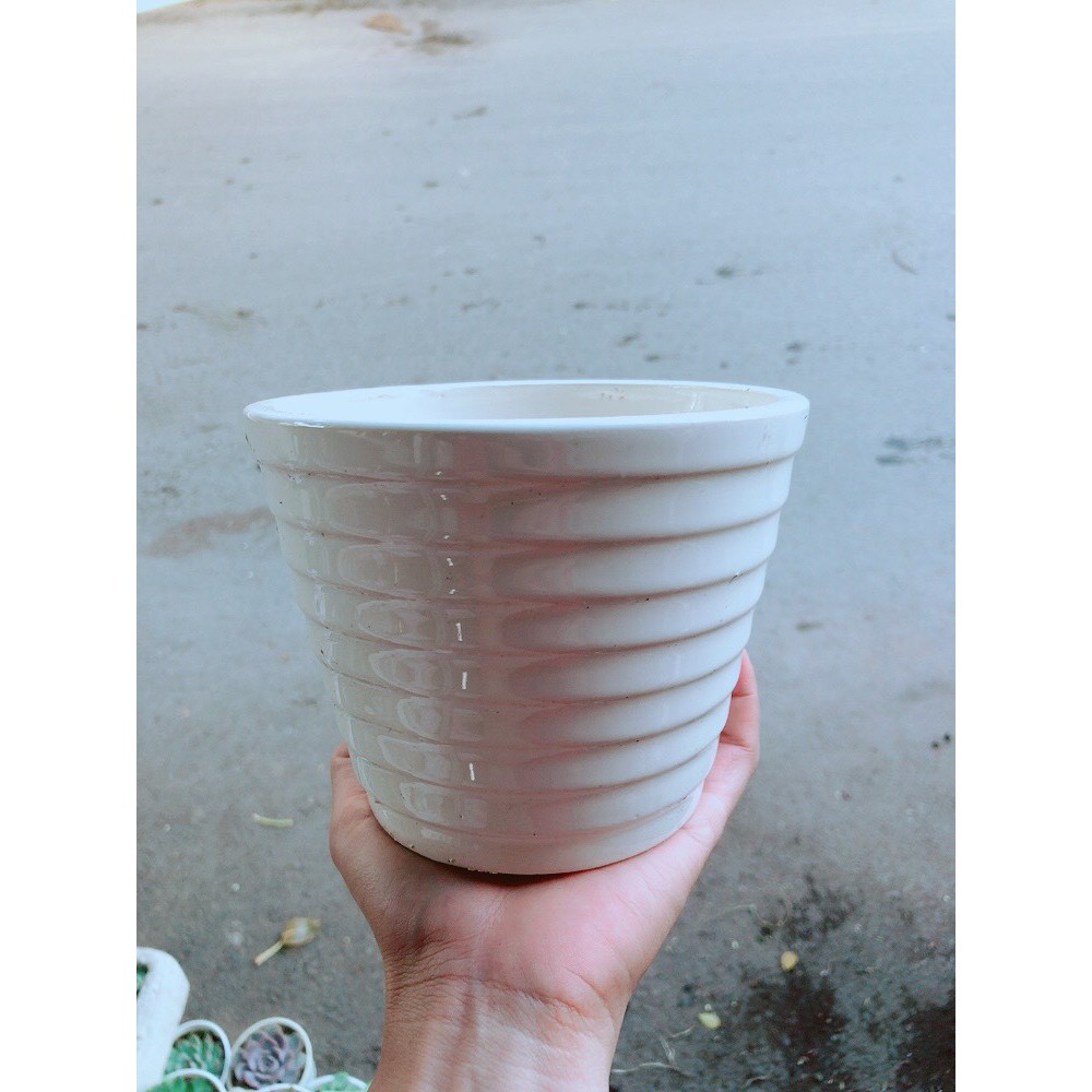 Đô La Hồng Kèm Chậu Sứ