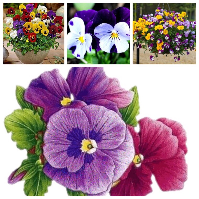 Hạt giống hoa cánh bướm păng xê, hoa tử la lan, hoa pansy, hoa păng xê có tên khoa học: Viola tricolor