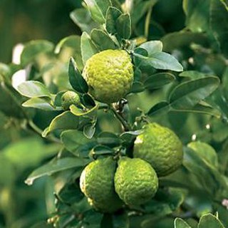 Tinh dầu Chanh Thái- Kaffir Lime Peel Essential Oil