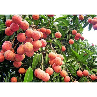 CÂY GIỐNG VẢI THIỀU SIÊU QUẢ DÒNG QUẢ SỚM- CAM KÊT GIỐNG CHUẨN F1