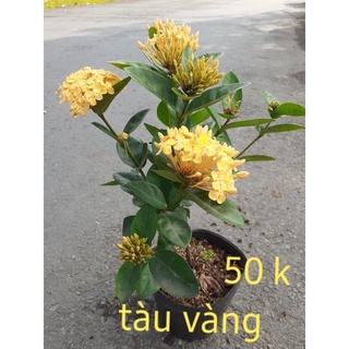 Cây bông trang tàu hoa lớn