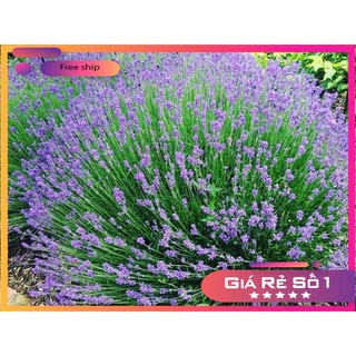 Hạt giống Oải hương (Lavander) (100 hạt)