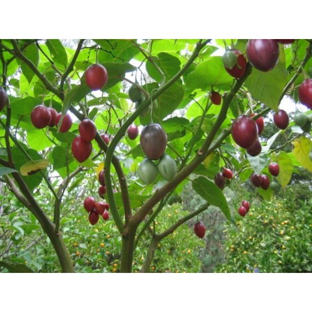 Sỉ cà chua thân gỗ Tamarillo Đà Lạt, mua từ 3kg