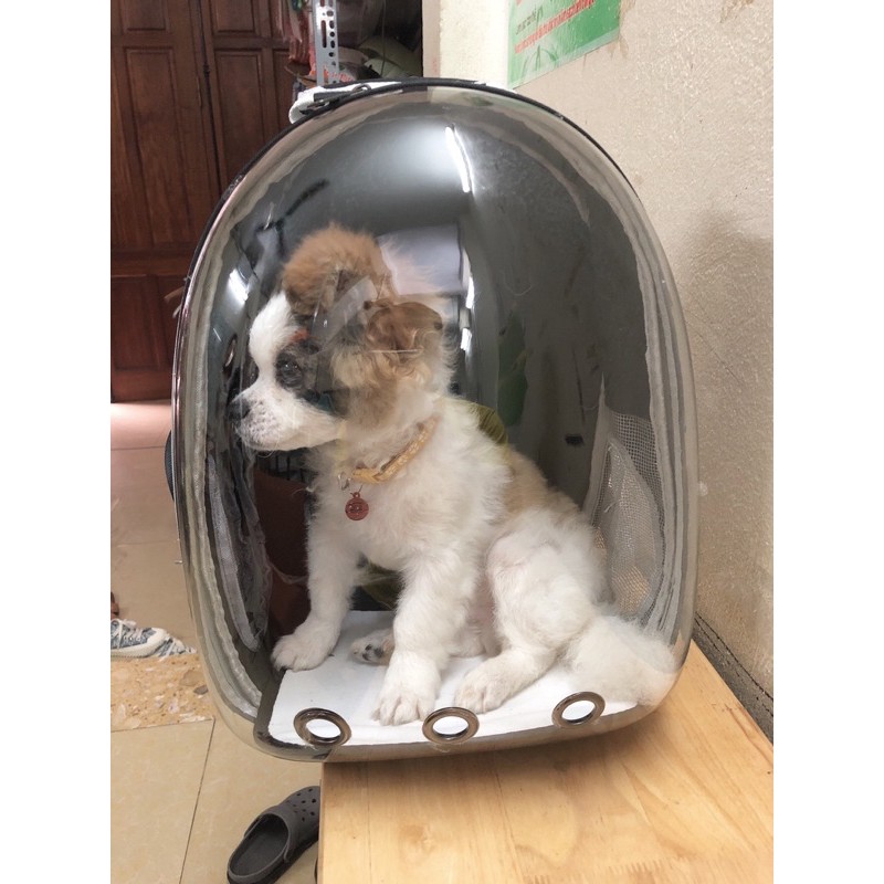 Balo vận chuyển chó mèo - Balo phi hành gia vận chuyển chó mèo