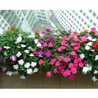 20 Hạt Giống Hoa Ngọc Thảo Đơn mix [CHẤT LƯỢNG]