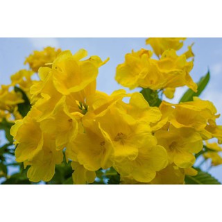 CÂY GIỐNG CÂY SÒ ĐO VÀNG( CÂY HUỲNH LIÊN)