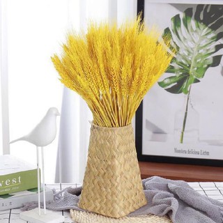 🌸Loại đẹp🌸 Cành lúa mạch khô màu vàng decor trang trí sử dụng chụp ảnh - Bông lúa mạch