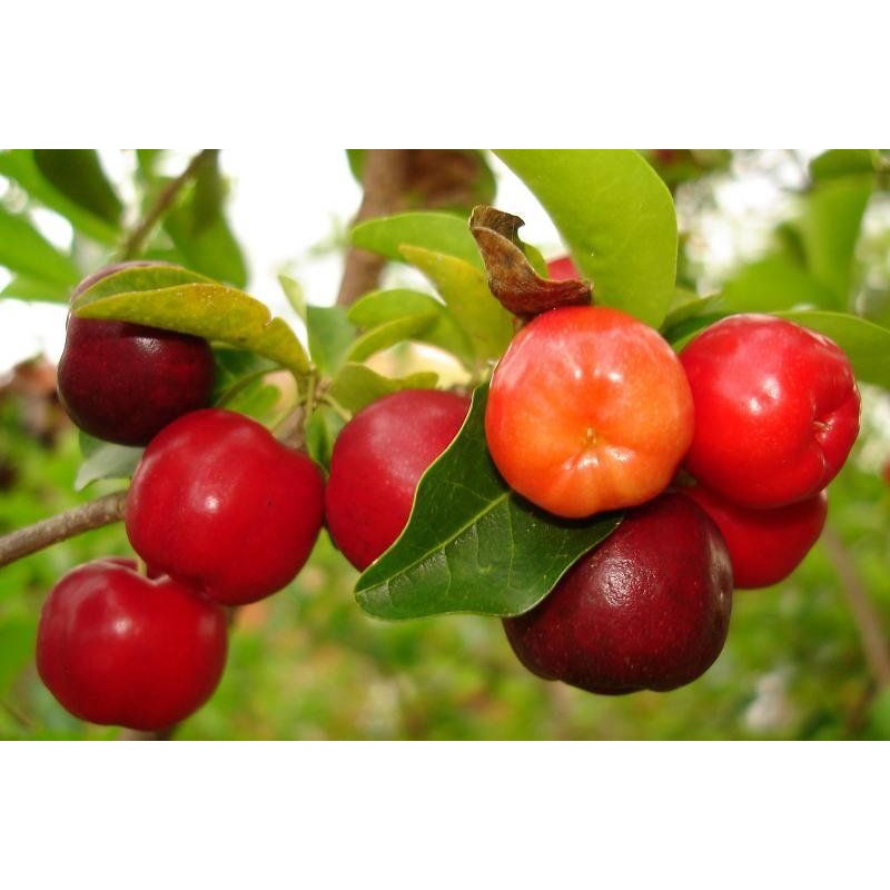 Cây giống sơ ri ăn trái