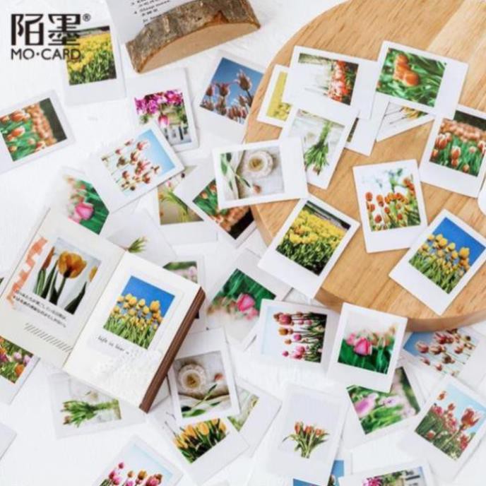 Bộ 46 Sticker Hoa Tulip Hà Lan E57