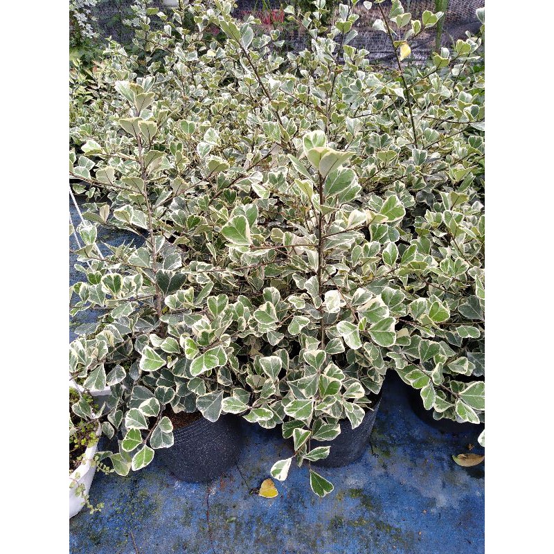 Cây bàng cẩm thạch lớn