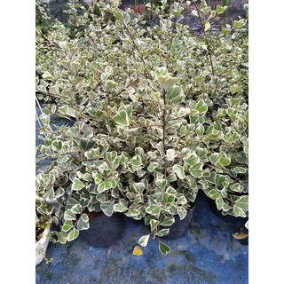 Cây bàng cẩm thạch lớn