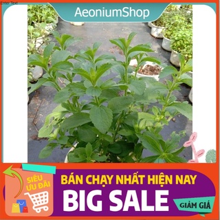 Cây Cỏ Ngọt - Stevia - Cây Cỏ Lạc Chậu Lớn ☘️