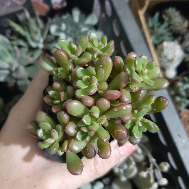 Sen Đá Lá Đỏ 4-6cm siêu đẹp - 1 đổi 1.