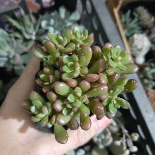 Sen đá lá đỏ 4-6cm siêu đẹp - 1 đổi 1.