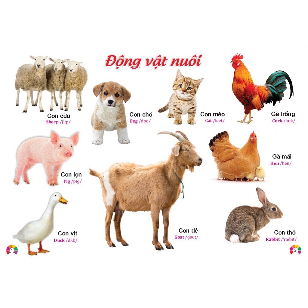 Sách - Từ điển bằng tranh dành cho thiếu nhi