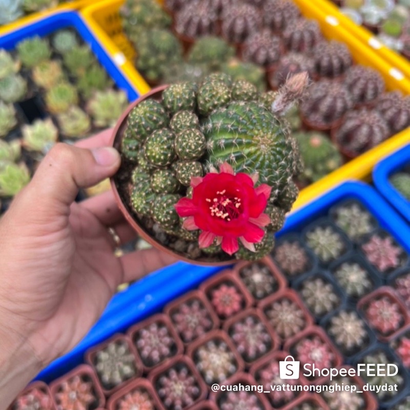 Xương Rồng Lobi nhiều đầu - size 8-9cm