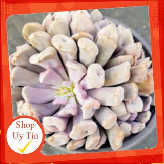 Sen đá cúc tím bụi🍏 |freeship| 🔥 xứ nóng, đã thuần khí hậu, khoẻ đẹp 🍏 lỗi 1 đổi 1