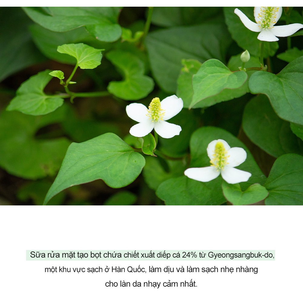 Sữa rửa mặt diếp cá Derma Factory Houttuynia Cordata 24% Cleansing Foam 120g