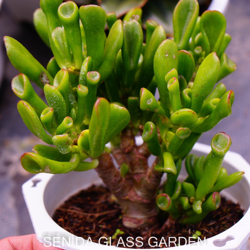 Sen đá ống điếu Gốc thụ chậu lớn 15cm GLASS GARDEN, Bao Khỏe, Thuần khí hậu Đà Lạt