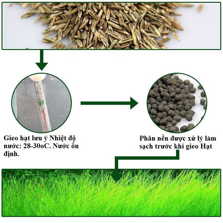 [Mã PET50K giảm Giảm 10% - Tối đa 50K đơn từ 250K] Hạt giống thuỷ sinh (Cỏ ngưu mao chiên)