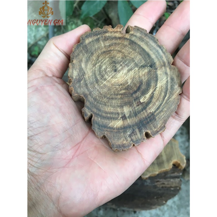 Đế lót ly gỗ thơm tự nhiên (gỗ Bách Xanh)