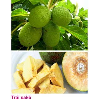 CÂY GIỐNG SAKE