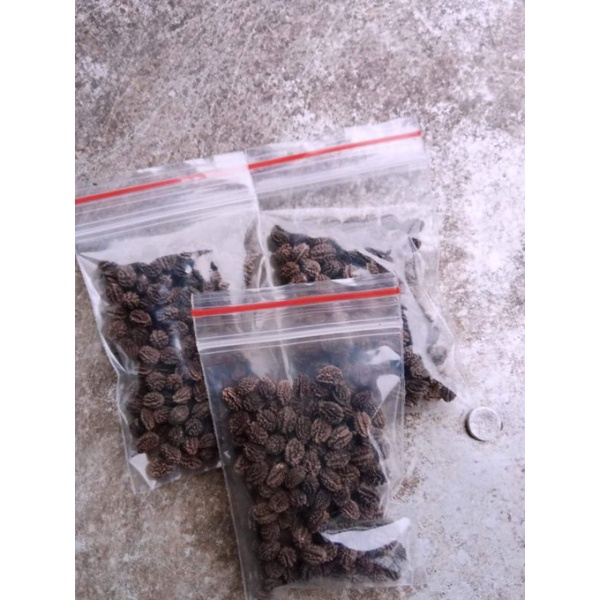 Gói 100 HẠT GIỐNG ĐU ĐỦ ĐỰC LÙN SIÊU HOA