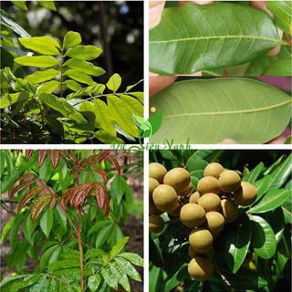 Cây Nhãn Xuồng Cơm Vàng ghép.