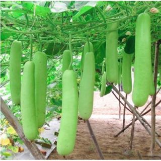 Hạt giống Bầu SAO Lai (10 hạt) hạt chất lượng - HÀNG CÔNG TY