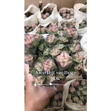 Sen đá Xiên Thịt các loại