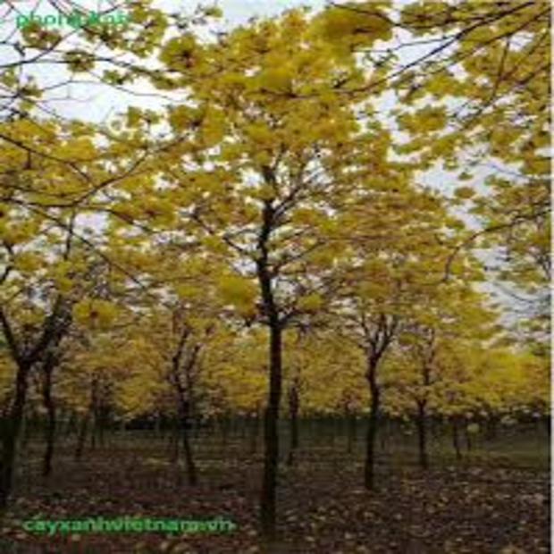 02 CÂY GIỐNG PHONG LINH Hoa VÀNG 981SP 982sp