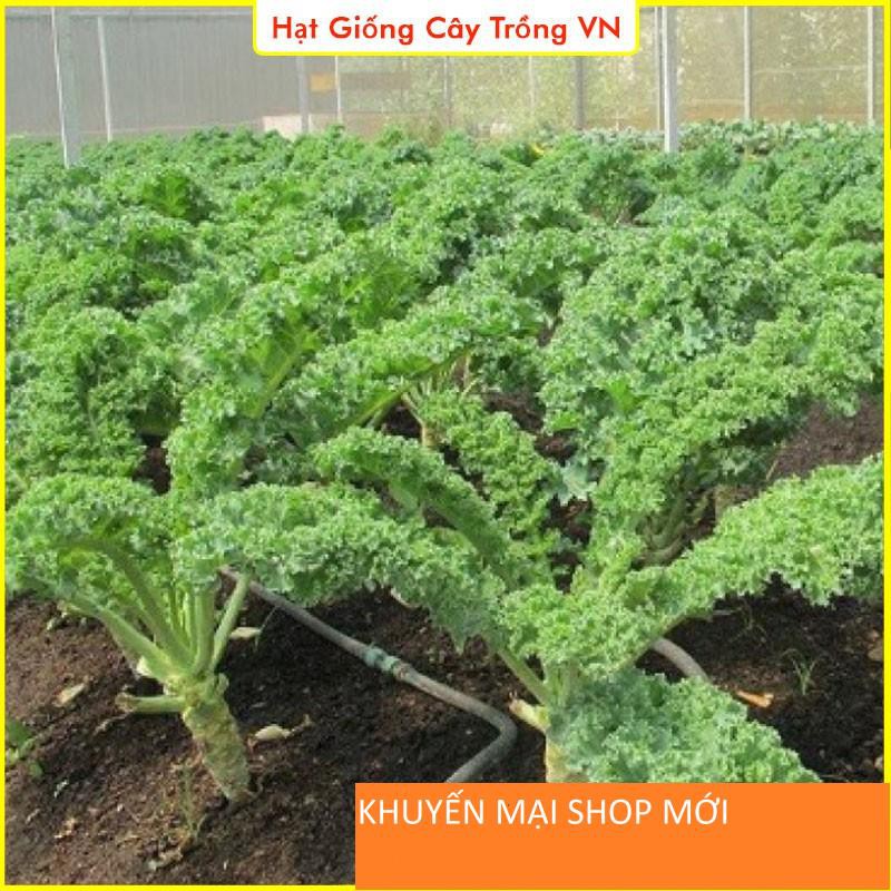 Hạt giống Cải Xoăn Kale Năng Suất Cao, Trồng Quanh Năm, Sinh Trưởng Mạnh - Gói 5 Gram khuyến mại shop mới