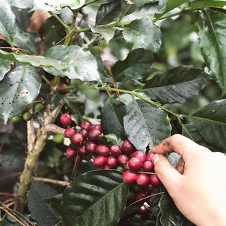 Cafe Mix đặc biệt 500gr