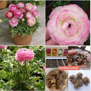 Củ giống hoa hồng mao lương màu hồng ( 1 củ kèm viên nén xơ dừa ươm hạt )