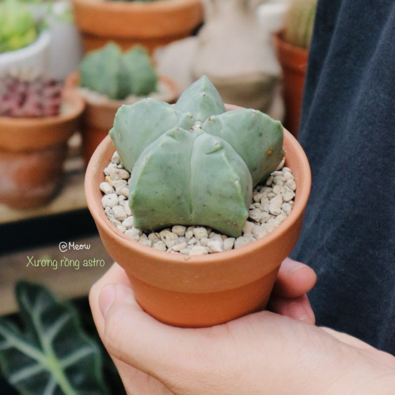 Xương rồng Astro không gai hoa vàng | Astrophytum